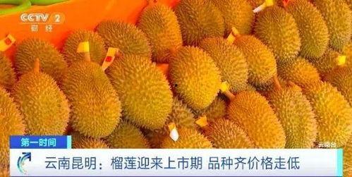 邹平榴莲价格最新爆料,揭秘市场动态与消费者关注焦点
